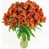 40 Fresh Flowers Every Day | Worlds Finest Alstroemerias | Premium Alstroemerias from Plazoleta |Air-mailed Directly to Your Home | Anniversaries,Mothers Day,Valentines, Birthdays,New Year.(Orange) view 1