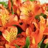 40 Fresh Flowers Every Day | Worlds Finest Alstroemerias | Premium Alstroemerias from Plazoleta |Air-mailed Directly to Your Home | Anniversaries,Mothers Day,Valentines, Birthdays,New Year.(Orange) view 2