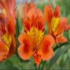 40 Fresh Flowers Every Day | Worlds Finest Alstroemerias | Premium Alstroemerias from Plazoleta |Air-mailed Directly to Your Home | Anniversaries,Mothers Day,Valentines, Birthdays,New Year.(Orange) view 4
