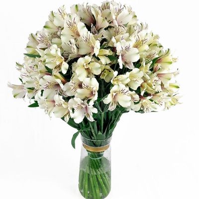 100 Fresh Flowers Every Day | Worlds Finest Alstroemerias | Premium Alstroemerias from Plazoleta |Air-mailed Directly to Your Home | Anniversaries,Mothers Day,Weddings,Valentines,New Year.(White)
