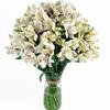 100 Fresh Flowers Every Day | Worlds Finest Alstroemerias | Premium Alstroemerias from Plazoleta |Air-mailed Directly to Your Home | Anniversaries,Mothers Day,Weddings,Valentines,New Year.(White) view 1