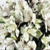 100 Fresh Flowers Every Day | Worlds Finest Alstroemerias | Premium Alstroemerias from Plazoleta |Air-mailed Directly to Your Home | Anniversaries,Mothers Day,Weddings,Valentines,New Year.(White) view 2