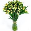 100 Fresh Flowers Every Day | Worlds Finest Alstroemerias | Premium Alstroemerias from Plazoleta |Air-mailed Directly to Your Home | Anniversaries,Mothers Day,Weddings,Valentines,New Year.(White) view 3