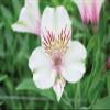 100 Fresh Flowers Every Day | Worlds Finest Alstroemerias | Premium Alstroemerias from Plazoleta |Air-mailed Directly to Your Home | Anniversaries,Mothers Day,Weddings,Valentines,New Year.(White) view 4