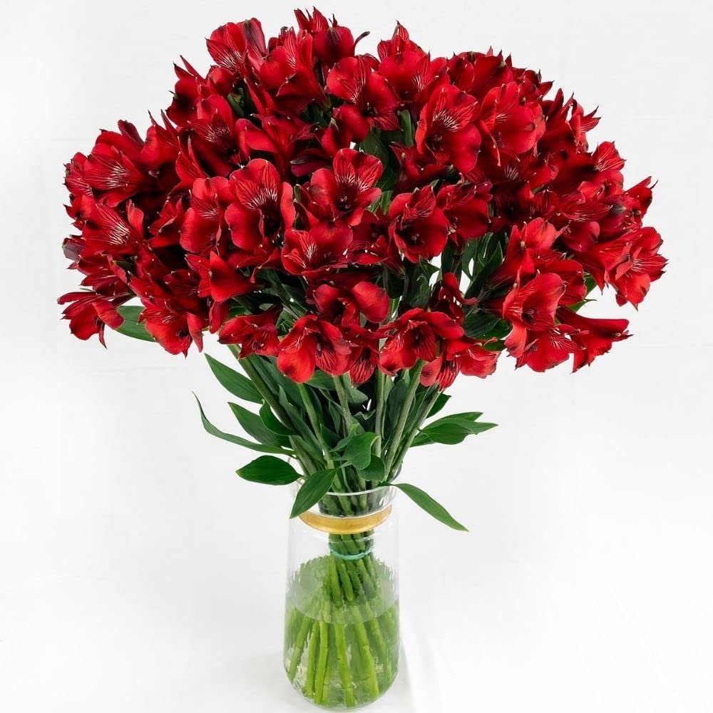 100 Fresh Flowers Every Day | Worlds Finest Alstroemerias | Premium Alstroemerias from Plazoleta |Air-mailed Directly to Your Home | Anniversaries,Mothers Day,Weddings, Birthdays,New Year. (Red)
