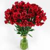 100 Fresh Flowers Every Day | Worlds Finest Alstroemerias | Premium Alstroemerias from Plazoleta |Air-mailed Directly to Your Home | Anniversaries,Mothers Day,Weddings, Birthdays,New Year. (Red) view 1