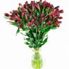100 Fresh Flowers Every Day | Worlds Finest Alstroemerias | Premium Alstroemerias from Plazoleta |Air-mailed Directly to Your Home | Anniversaries,Mothers Day,Weddings, Birthdays,New Year. (Red) view 3