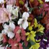 60 Fresh Flowers Every Day|Worlds Finest Alstroemerias|Premium Alstroemerias from Plazoleta |Air-mailed Directly to Your Home | Anniversaries,Mothers Day,Valentines,Birthdays,New Year.(Assorted) view 2