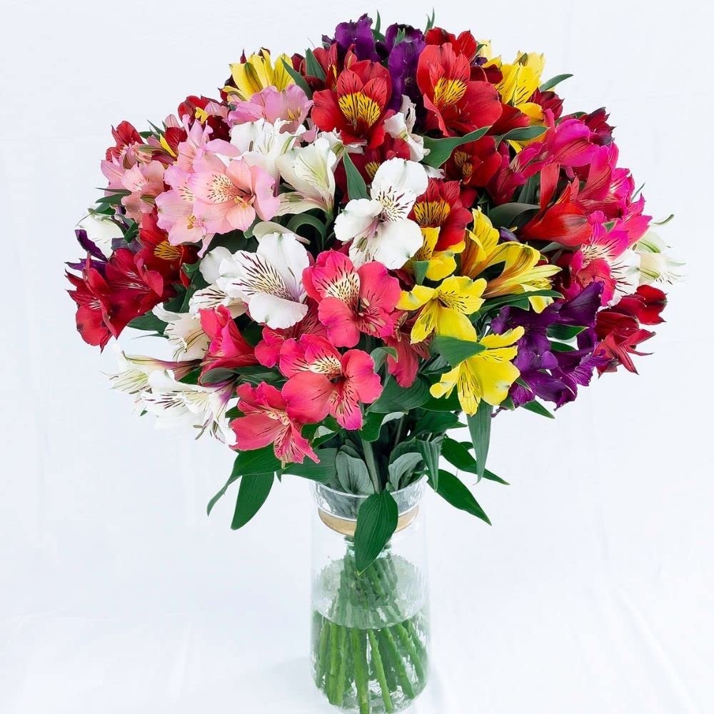 100 Fresh Flowers Every Day | Worlds Finest Alstroemerias|Premium Alstroemerias from Plazoleta|Air-mailed Directly to Your Home|Anniversaries,Mothers Day,Valentines,Birthdays,New Year.(Assorted)