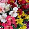 100 Fresh Flowers Every Day | Worlds Finest Alstroemerias|Premium Alstroemerias from Plazoleta|Air-mailed Directly to Your Home|Anniversaries,Mothers Day,Valentines,Birthdays,New Year.(Assorted) view 2