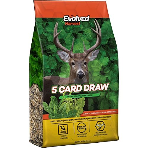 5 CARD DRAW
