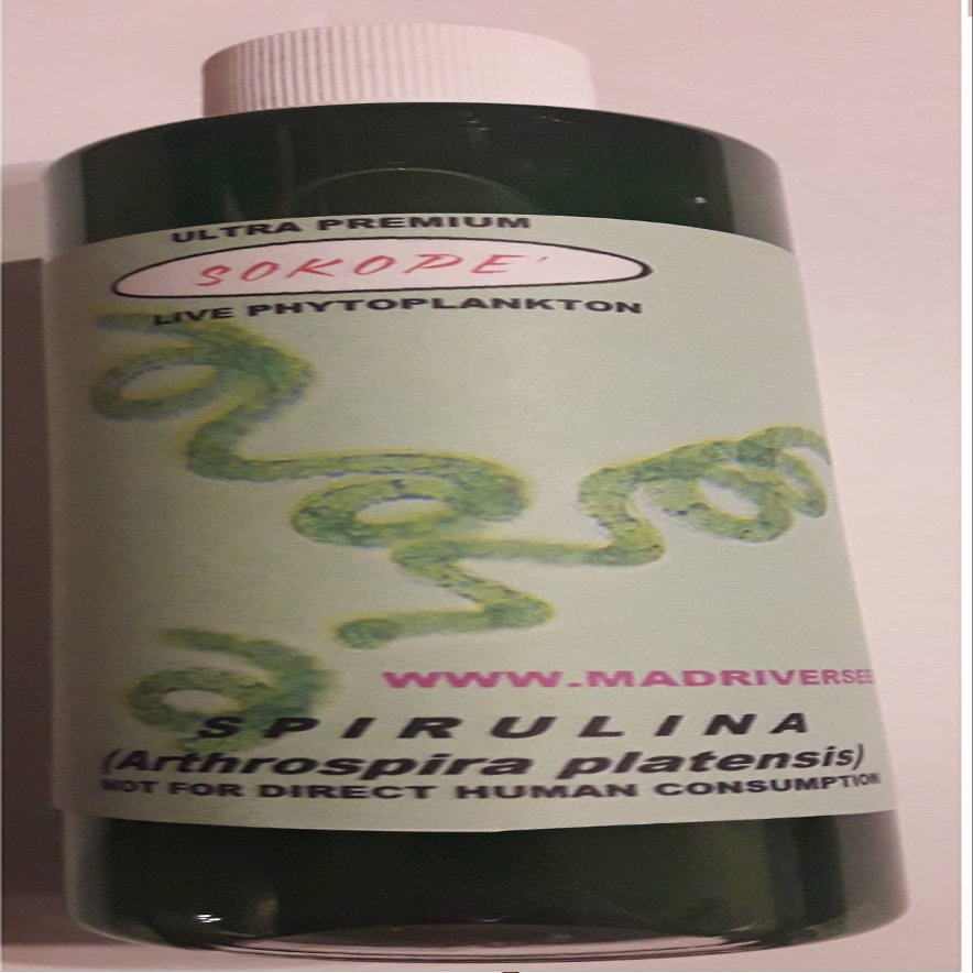Live Spirulina Culture - 8 oz - Arthrosprira Platensis
