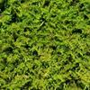 Sheet Moss (Gallon) view 2