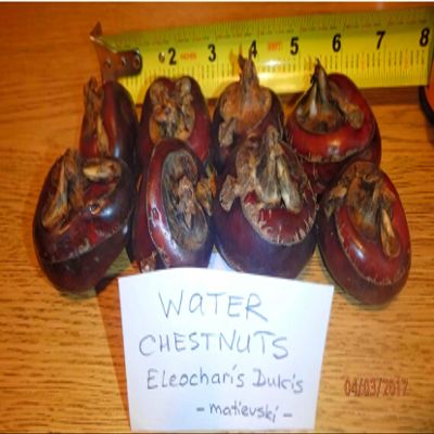 Water Chestnuts 16 Bulbs (Eleocharis dulcis), Sweet, Edible