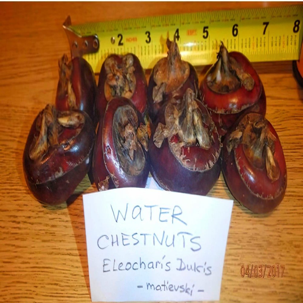 Water Chestnuts 16 Bulbs (Eleocharis dulcis), Sweet, Edible