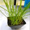 Water Chestnuts 16 Bulbs (Eleocharis dulcis), Sweet, Edible view 2
