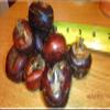 Water Chestnuts 16 Bulbs (Eleocharis dulcis), Sweet, Edible view 3
