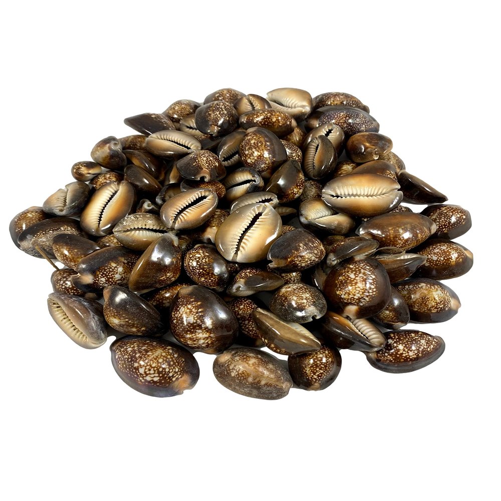 Caracol Aye | Tiger Eye Cowrie Shell | Caracoles Ojo De Tigre | 25 Shelsl Per Order | Caracol De OSHA