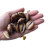 Caracol Aye | Tiger Eye Cowrie Shell | Caracoles Ojo De Tigre | 25 Shelsl Per Order | Caracol De OSHA view 2