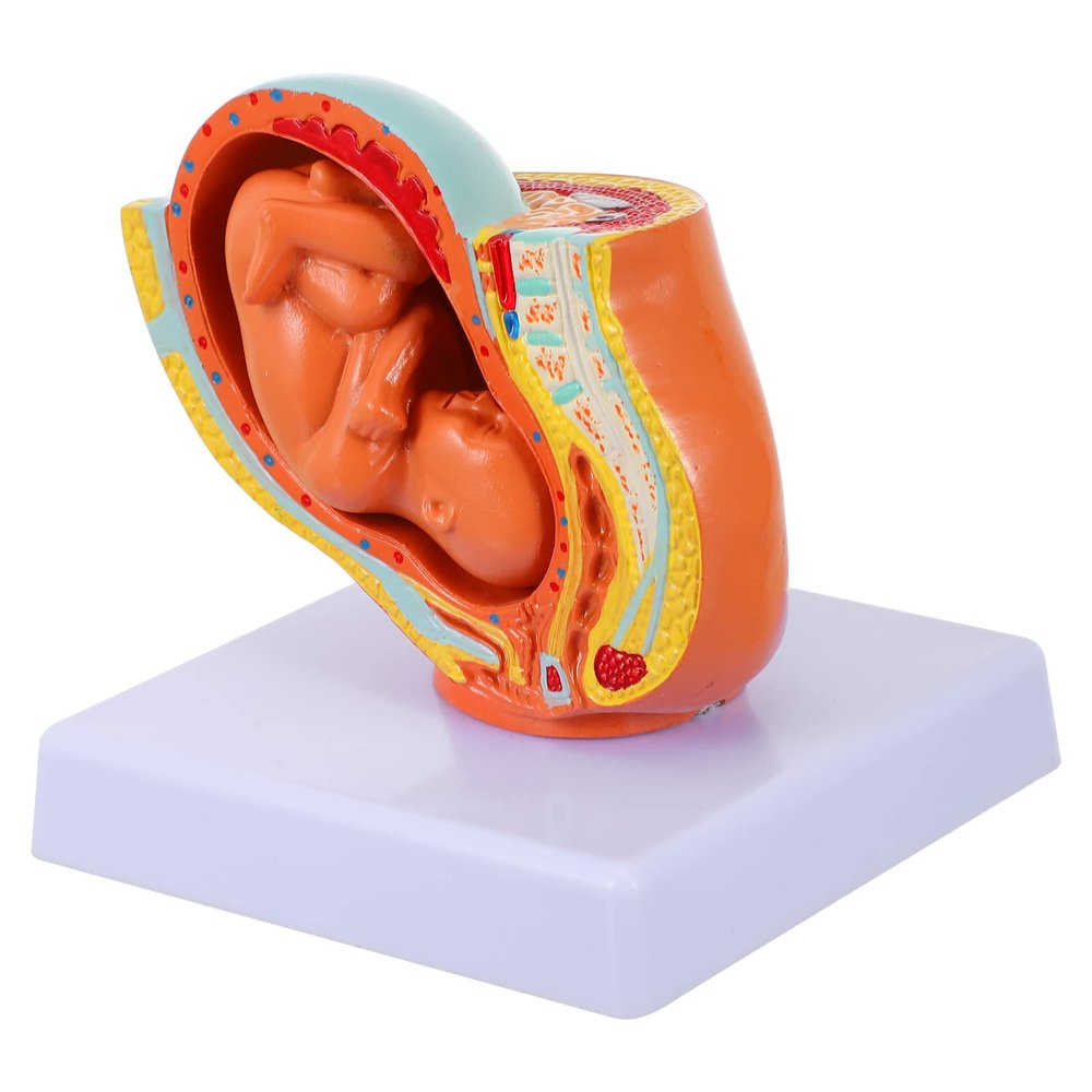 1pc Embryo Model Circumcision Panty Nine-Months Uterine Fetus Model Fetus Development Model Teaching Medical Model Wall File Organizer Hen Party Games PVC Confinement
