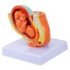 1pc Embryo Model Circumcision Panty Nine-Months Uterine Fetus Model Fetus Development Model Teaching Medical Model Wall File Organizer Hen Party Games PVC Confinement view 1