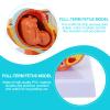 1pc Embryo Model Circumcision Panty Nine-Months Uterine Fetus Model Fetus Development Model Teaching Medical Model Wall File Organizer Hen Party Games PVC Confinement view 2