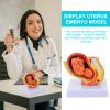 1pc Embryo Model Circumcision Panty Nine-Months Uterine Fetus Model Fetus Development Model Teaching Medical Model Wall File Organizer Hen Party Games PVC Confinement view 3