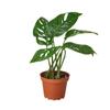 House Plant 4-Monstera-Swiss.Cheese Monstera Swiss Cheese Plant in 4 in. Pot view 1