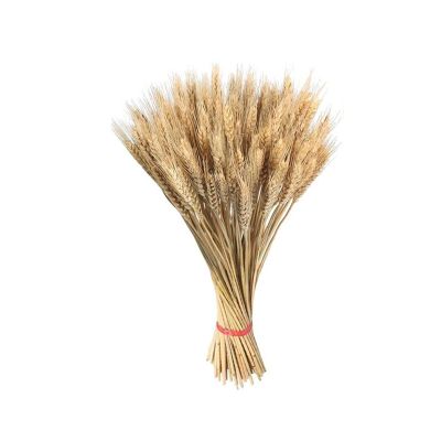 100 Pieces of Dried Wheat Stalk Golden Natural Dried Wheat Ears, Carefully Planted for Decorations and Flowers in The Center of The Bouquet ( Color : 45 cm )