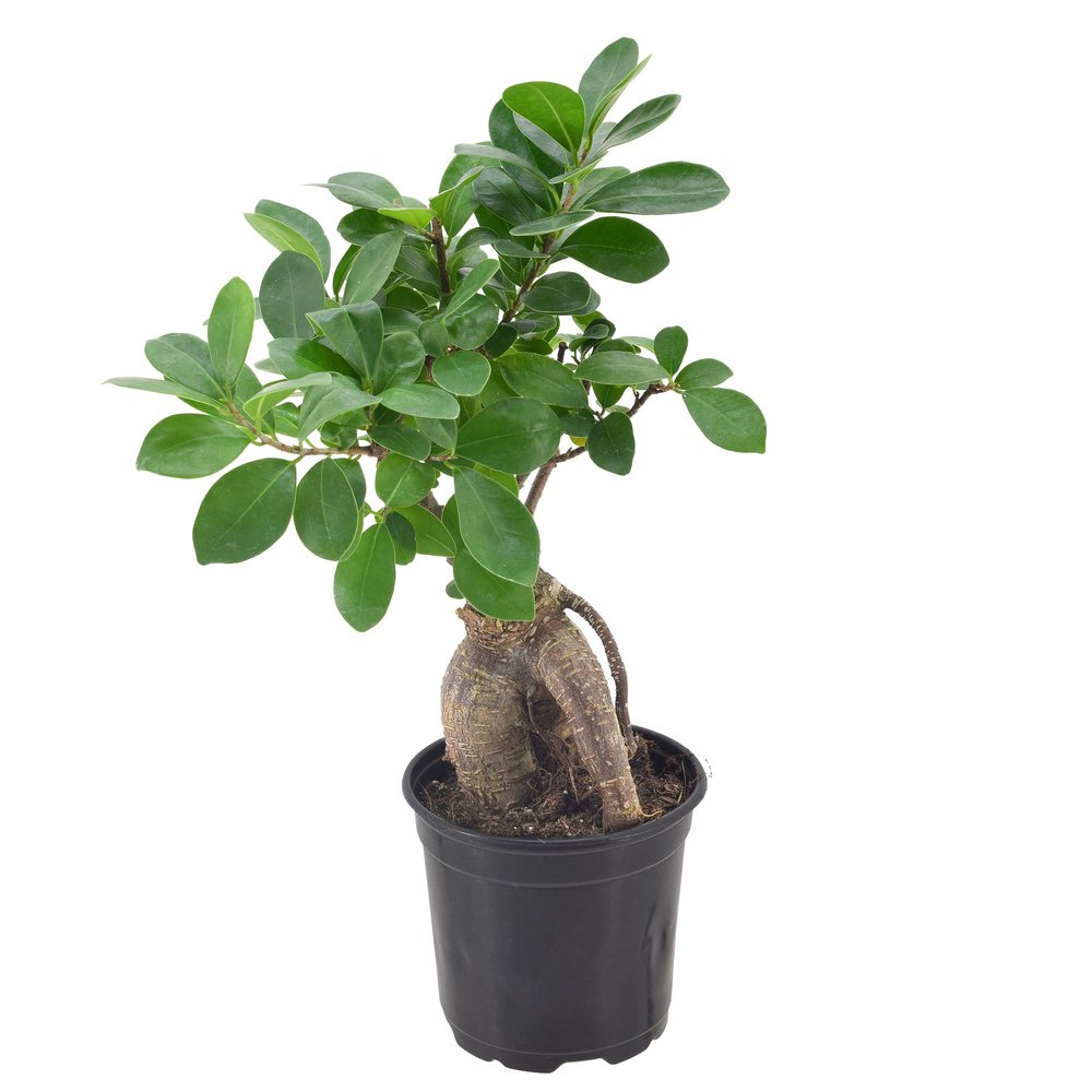 Arcadia Garden Products LV61 Ginseng Ficus Live Indoor Bonsai Plant in 4 in. Plastic Grower Pot, Green, **Sold By Amazon and Arcadia Garden Products**