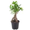 Arcadia Garden Products LV61 Ginseng Ficus Live Indoor Bonsai Plant in 4 in. Plastic Grower Pot, Green, **Sold By Amazon and Arcadia Garden Products** view 2