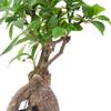 Arcadia Garden Products LV61 Ginseng Ficus Live Indoor Bonsai Plant in 4 in. Plastic Grower Pot, Green, **Sold By Amazon and Arcadia Garden Products** view 3