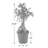 Arcadia Garden Products LV61 Ginseng Ficus Live Indoor Bonsai Plant in 4 in. Plastic Grower Pot, Green, **Sold By Amazon and Arcadia Garden Products** view 4