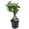 Arcadia Garden Products LV62 Ginseng Ficus Live Indoor Bonsai Plant in 6 in. Plastic Grower Pot, 6 Inch, Green *Sold By Amazon and Arcadia Garden Products* view 1