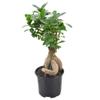 Arcadia Garden Products LV62 Ginseng Ficus Live Indoor Bonsai Plant in 6 in. Plastic Grower Pot, 6 Inch, Green *Sold By Amazon and Arcadia Garden Products* view 2