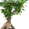 Arcadia Garden Products LV62 Ginseng Ficus Live Indoor Bonsai Plant in 6 in. Plastic Grower Pot, 6 Inch, Green *Sold By Amazon and Arcadia Garden Products* view 3