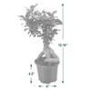 Arcadia Garden Products LV62 Ginseng Ficus Live Indoor Bonsai Plant in 6 in. Plastic Grower Pot, 6 Inch, Green *Sold By Amazon and Arcadia Garden Products* view 4