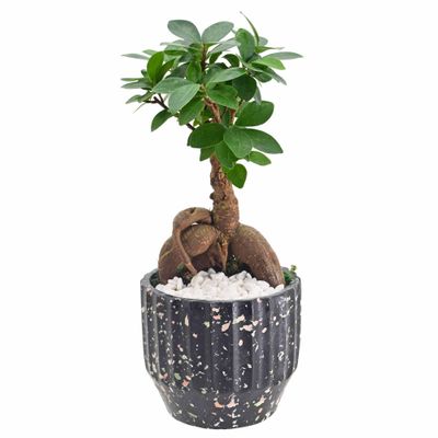 Arcadia Garden Products LV52 Ginseng Ficus Bonsai Live Indoor Plant in Speckled Splash Ceramic Planter for Home, Work, or Gift, Black *Cannot Ship to California*