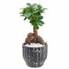 Arcadia Garden Products LV52 Ginseng Ficus Bonsai Live Indoor Plant in Speckled Splash Ceramic Planter for Home, Work, or Gift, Black *Cannot Ship to California* view 1