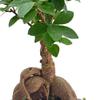 Arcadia Garden Products LV52 Ginseng Ficus Bonsai Live Indoor Plant in Speckled Splash Ceramic Planter for Home, Work, or Gift, Black *Cannot Ship to California* view 2