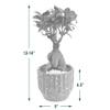 Arcadia Garden Products LV52 Ginseng Ficus Bonsai Live Indoor Plant in Speckled Splash Ceramic Planter for Home, Work, or Gift, Black *Cannot Ship to California* view 3