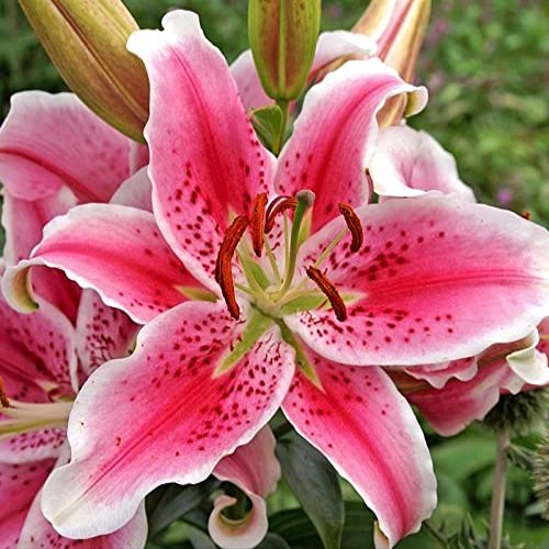 (2) Splendid Giant Flowering Stargazer Lily Bulbs,