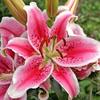 (2) Splendid Giant Flowering Stargazer Lily Bulbs, view 1