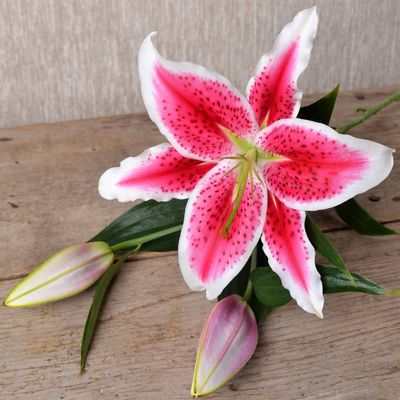 (5) Giant Flowering Stargazer Lilies, Bulbs