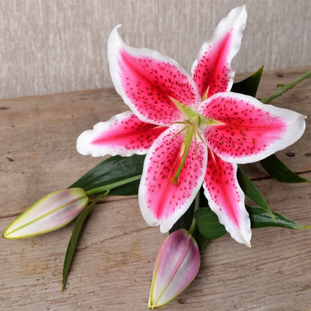 (5) Giant Flowering Stargazer Lilies, Bulbs