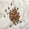 Organic Borlotti Beans - Bio Alberti Family Farm, Poggio Aquilone, Umbria - 1.1 lbs view 3