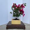 lousbonsaibougainvillea Bonsai Tree view 1