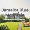 Jamaica Blue Mountain Coffee Gift Box, Ground, Fresh Roasted, 4 X 16-ounces, Jamaica Blue Mountain Coffees: Clydesdale, Peaberry, Clifton Mount, and Wallenford view 4