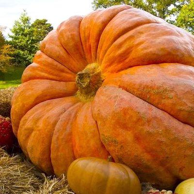 Atlantic Giant Pumpkin 10+ Seeds for Planting Non-GMO
