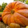 Atlantic Giant Pumpkin 10+ Seeds for Planting Non-GMO view 1
